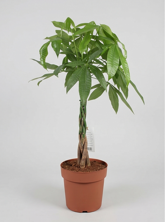 Lykkekastanje, Pachira Aquatica plante