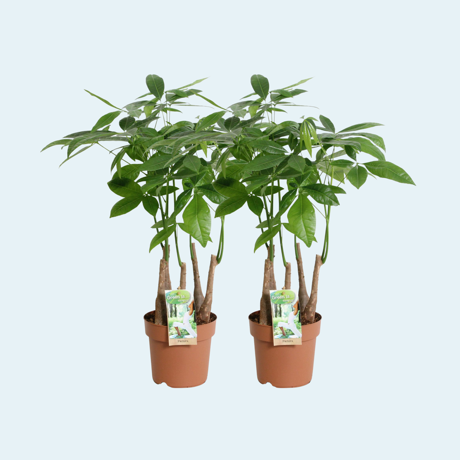 Pachira-aquatica-plante-lykkekastanje-pengetræ-stueplanter-køb-indendørs-planter-plantepakke