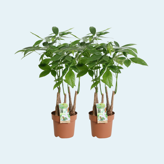 Pachira-aquatica-plante-lykkekastanje-pengetræ-stueplanter-køb-indendørs-planter-plantepakke
