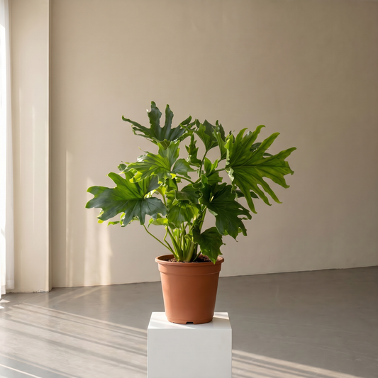 Philodendron Lickety Split Plante