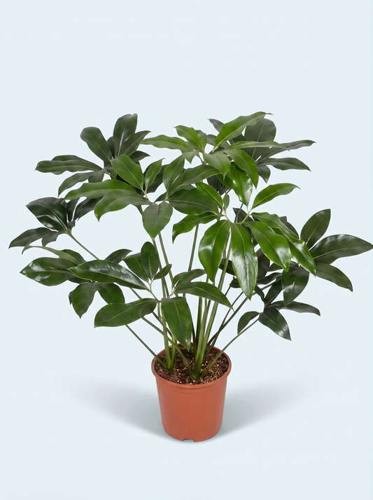 Philodendron, Green Wonder plante