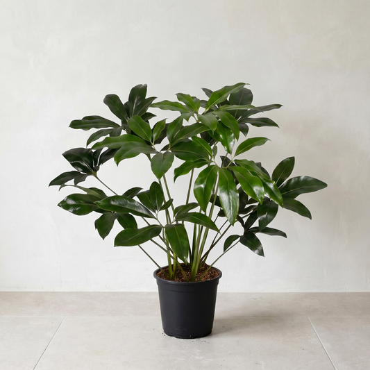 Philodendron, Green Wonder plante