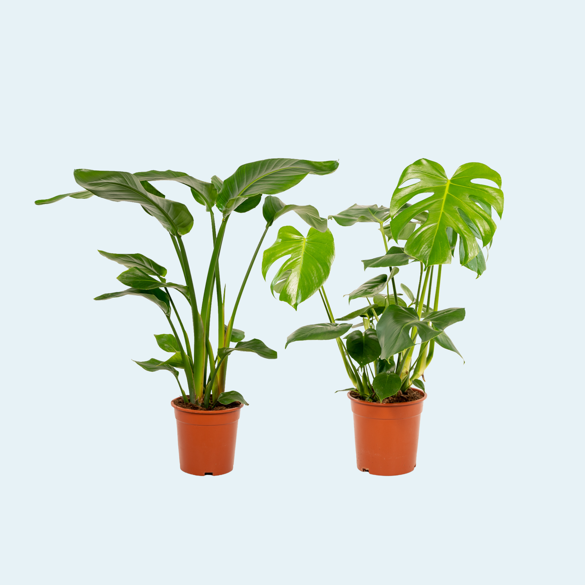 Strelitzia-nicolai-paradisfugl-monstera-deliciosa-plantepakke-stueplanter-indendørs-planter-køb-pasningsguide