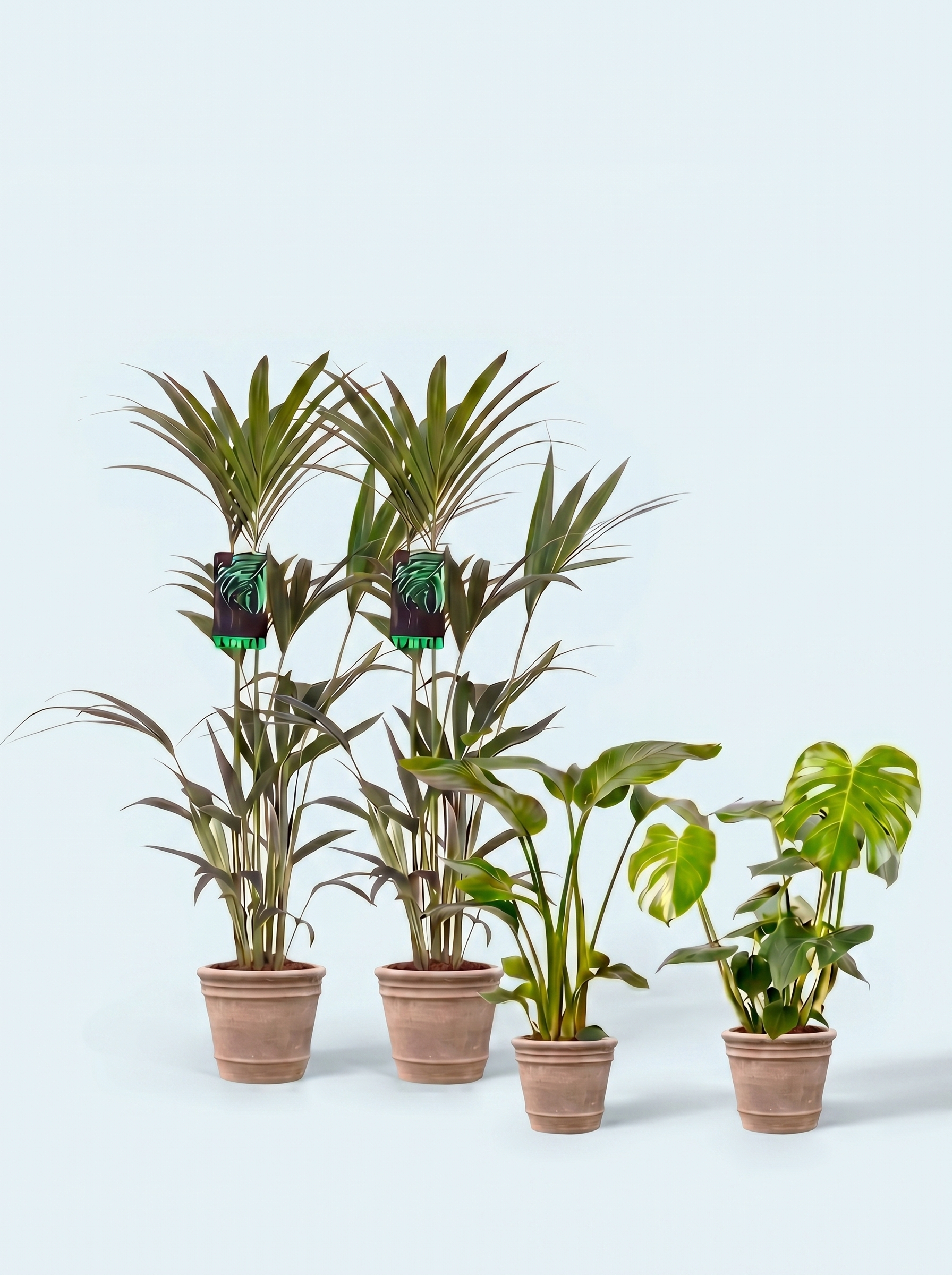 plantepakke-grøn-luftfriskende-luftrensende-planter-stueplanter-indendørs-planter