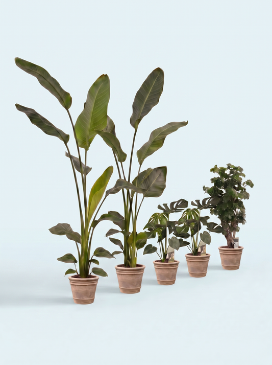 plantepakke-grøn-luftfriskende-luftrensende-planter-stueplanter-indendørs-planter