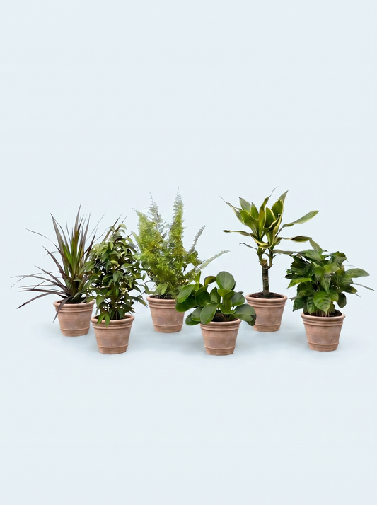 plantepakke-grøn-luftfriskende-luftrensende-planter-stueplanter-indendørs-planter