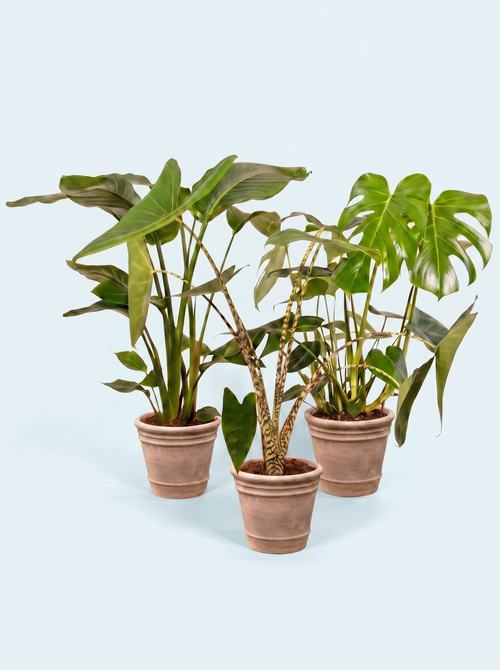 plantepakke-grøn-luftfriskende-luftrensende-planter-stueplanter-indendørs-planter