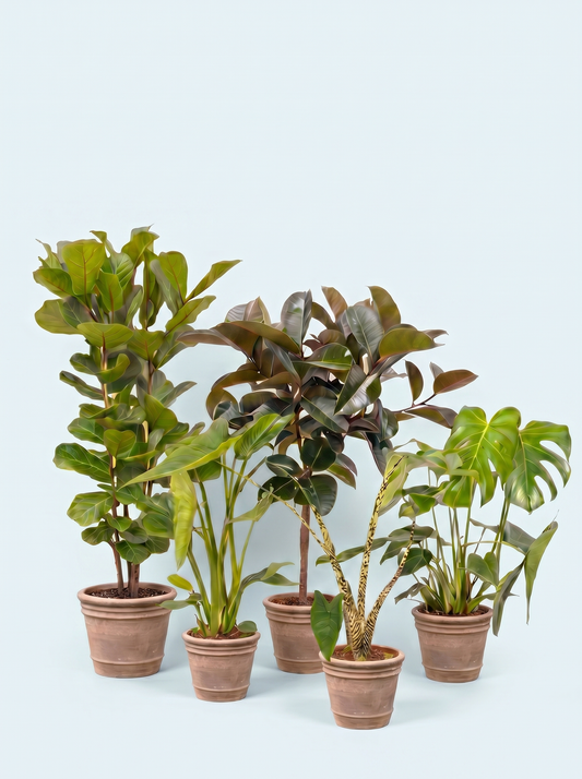 plantepakke-grøn-luftfriskende-luftrensende-planter-stueplanter-indendørs-planter