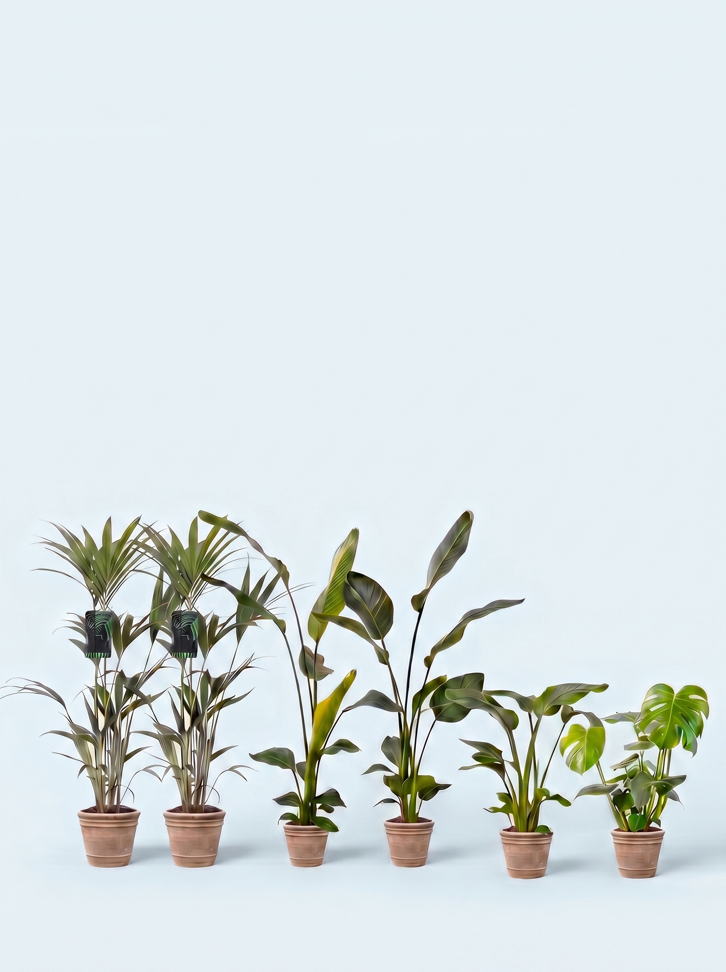 plantepakke-grøn-luftfriskende-luftrensende-planter-stueplanter-indendørs-planter