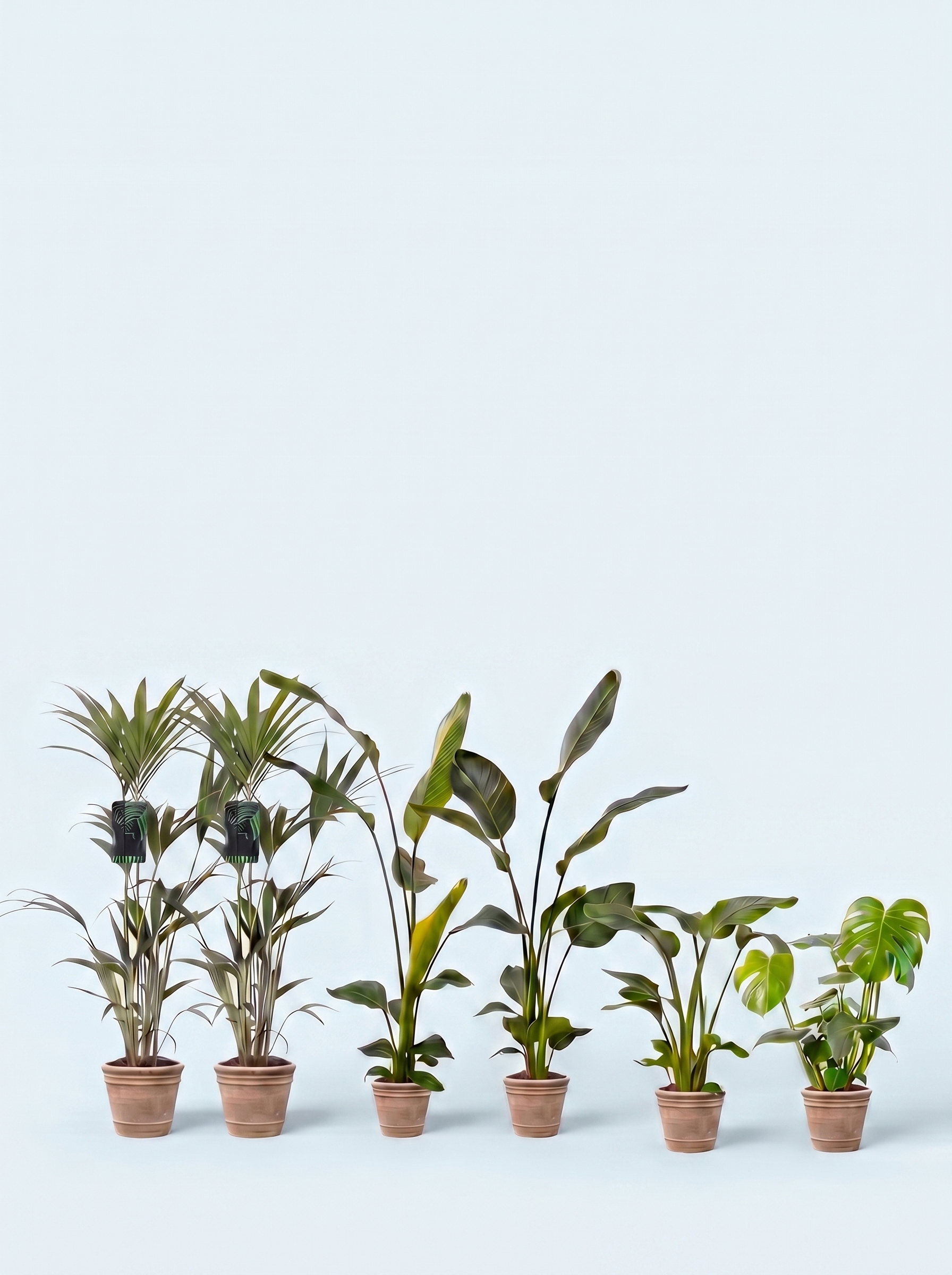 plantepakke-grøn-luftfriskende-luftrensende-planter-stueplanter-indendørs-planter