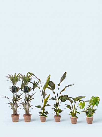 plantepakke-grøn-luftfriskende-luftrensende-planter-stueplanter-indendørs-planter