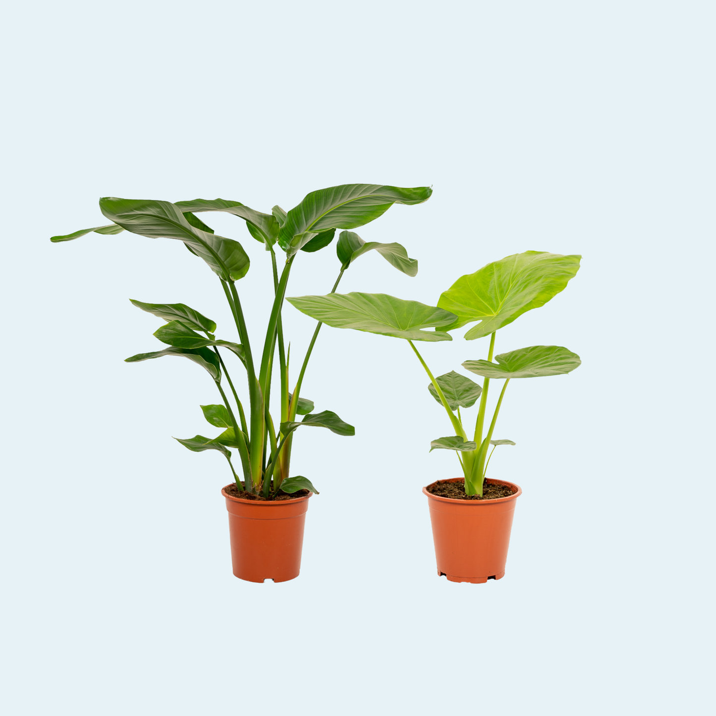 Alocasia-Macrorrhiza-Elefantøre-plante-køb-strelitzia-nicolai-paradisfugl-plantepakke-planter-indendørs