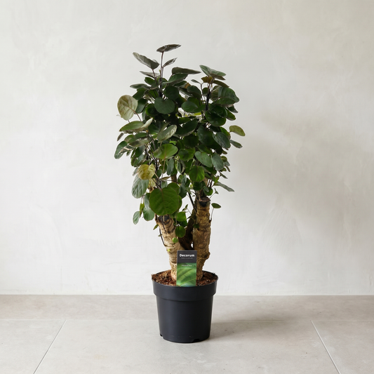 Polyscias Fabian Plante