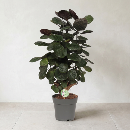 Polyscias Fabian plante