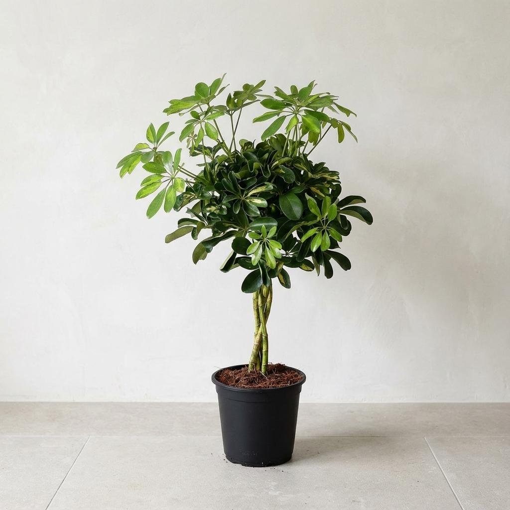 Schefflera Gold Capella Plante