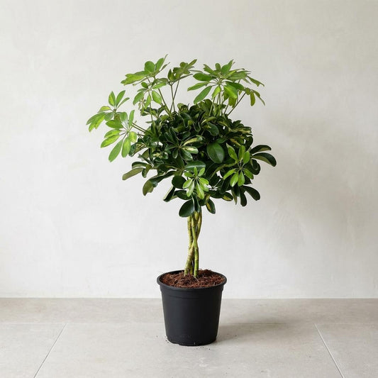 Schefflera Gold Capella Plante