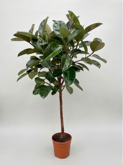 Plantepakke A
