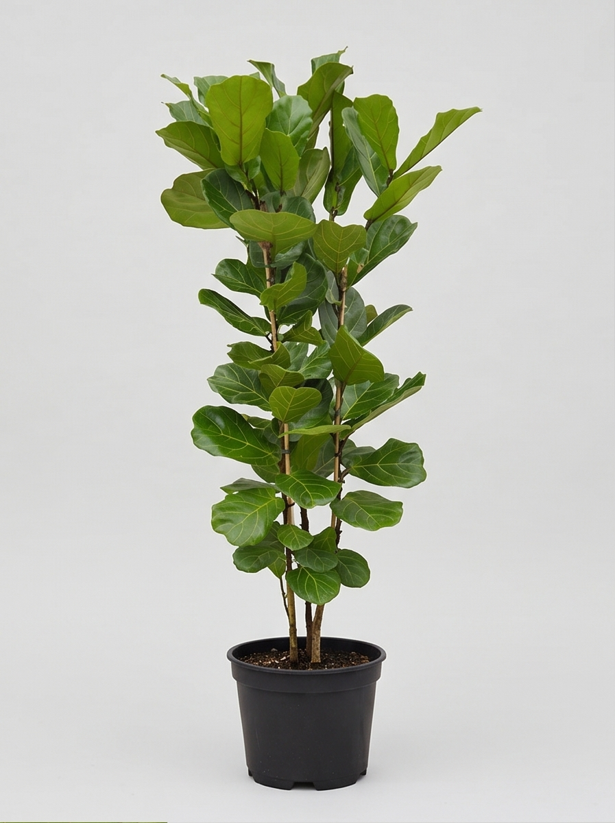 Plantepakke A