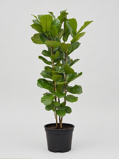 Plantepakke A