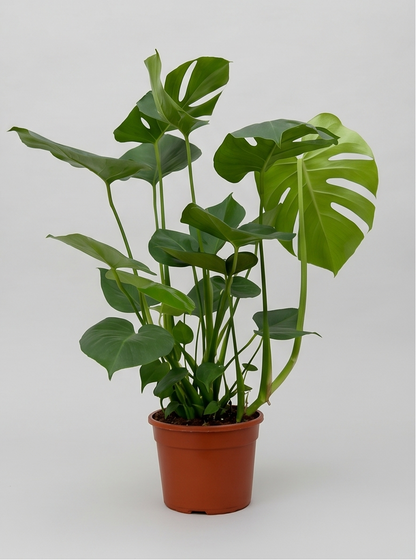 Plantepakke C