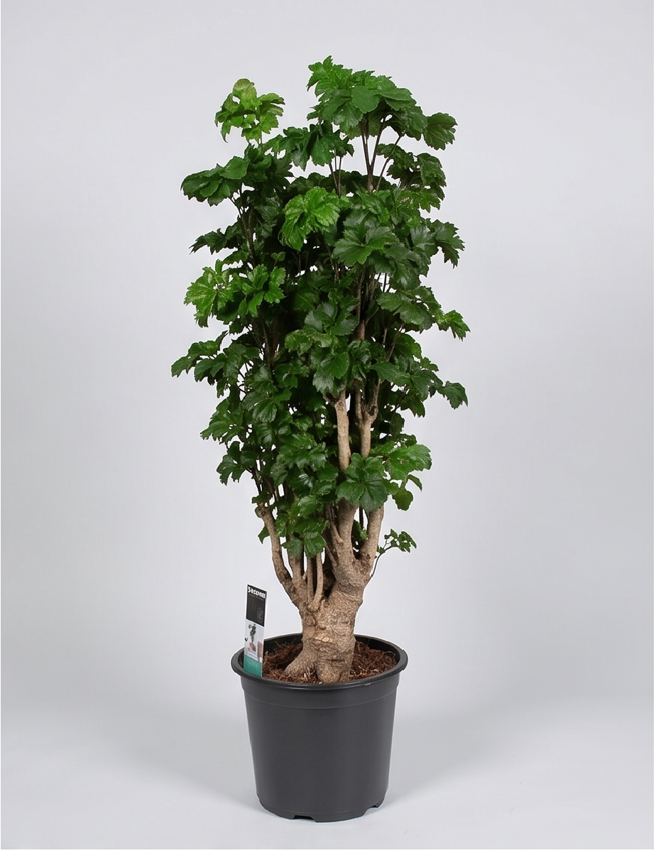 Plantepakke C