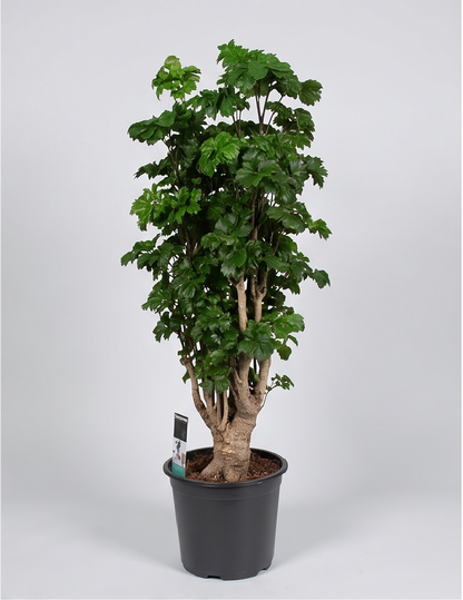 Plantepakke C