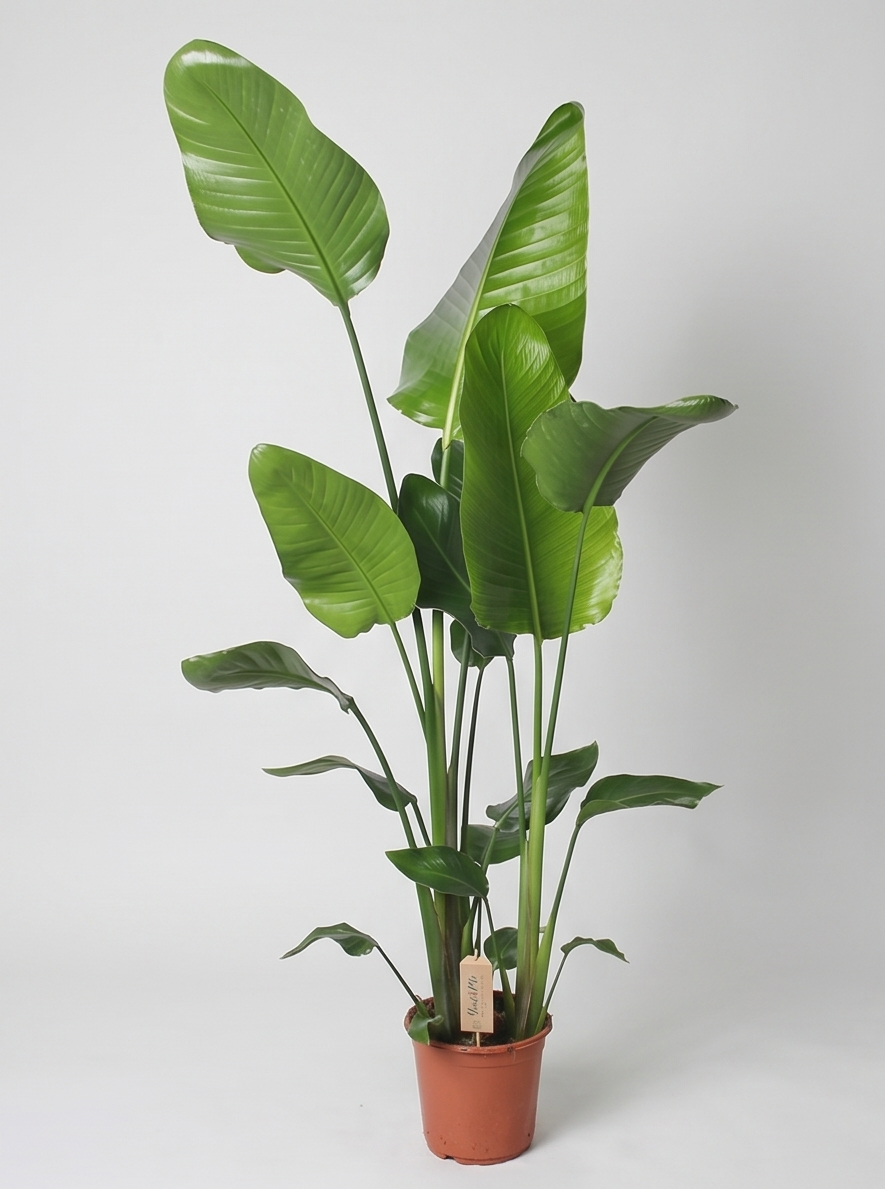 Plantepakke E