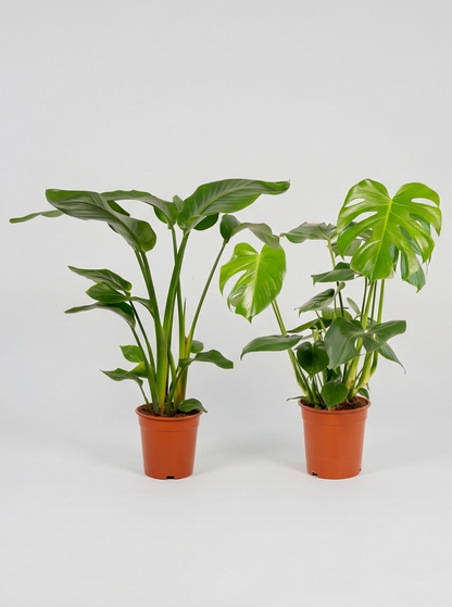 Plantepakke E