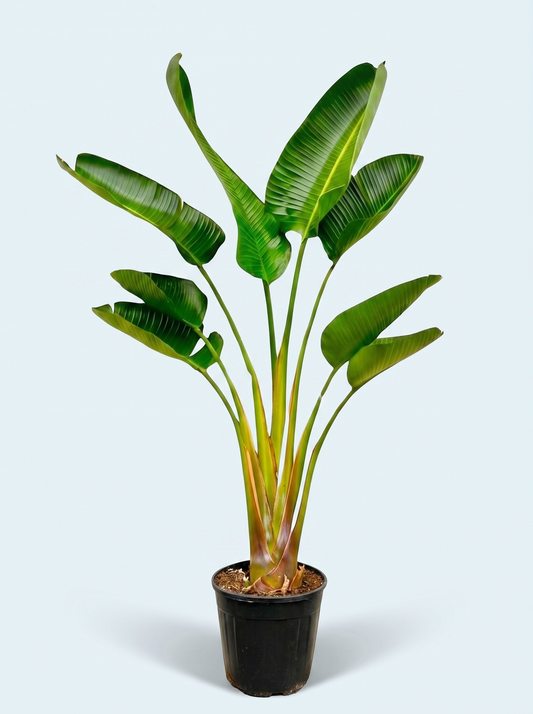 Strelitzia Augusta plante
