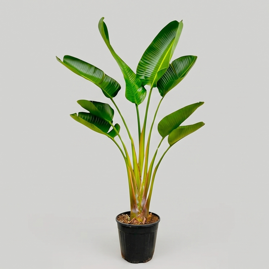 Strelitzia Augusta plante
