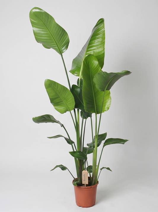 Strelitzia Nicolai plante