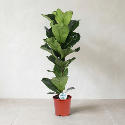 Violinfigen, Ficus Lyrata plante