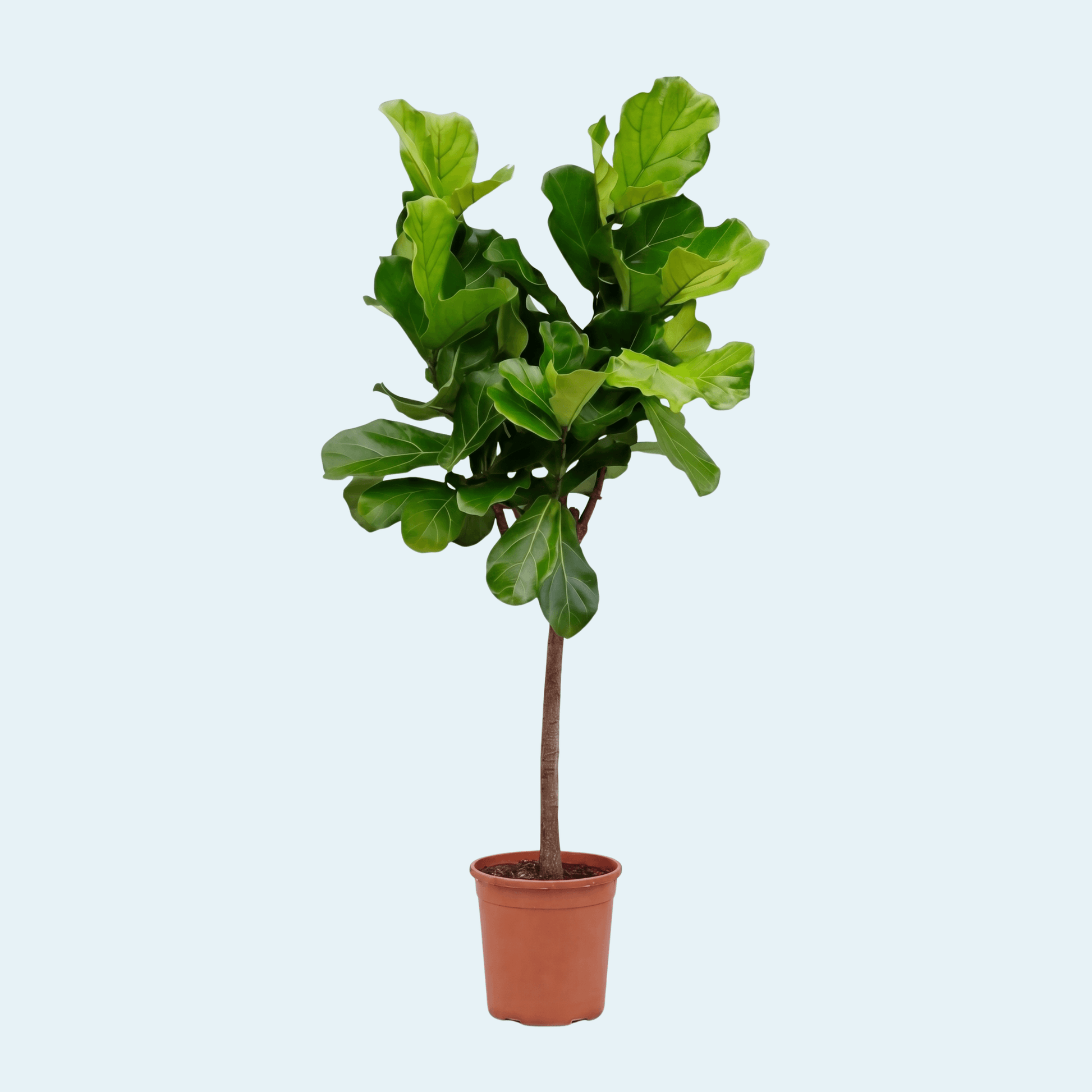 violinfigen-opstammet-ficus-lyrata-stueplante-køb-træ