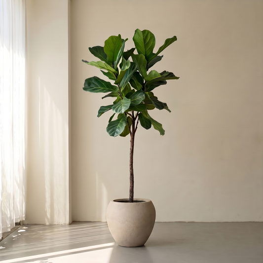 Opstammet Violinfigen, Ficus Lyrata plante