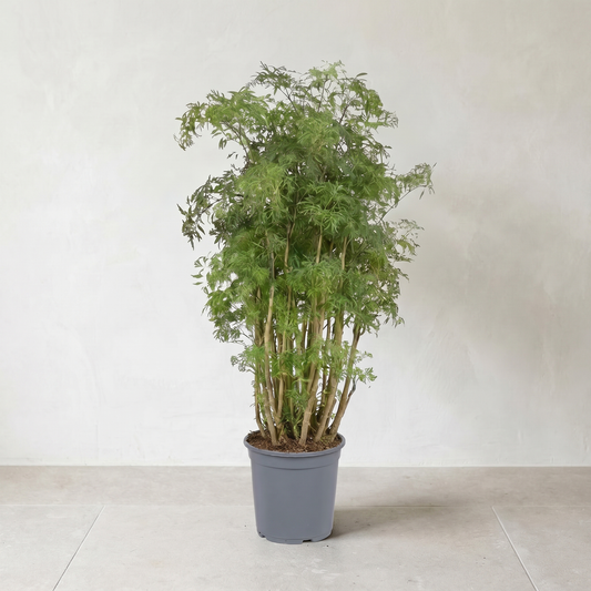 Bregne aralie, Polyscias Hawaiiana Ming plante