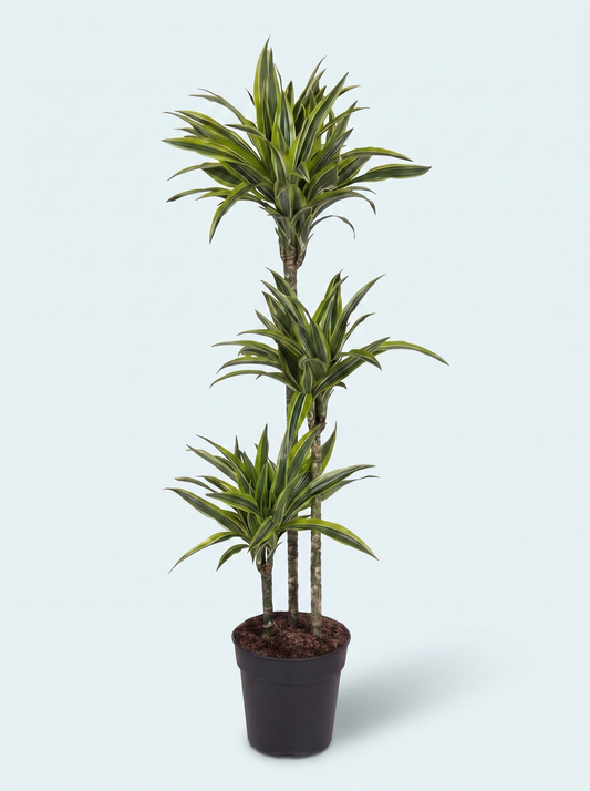 Dracaena Lemon Lime plante