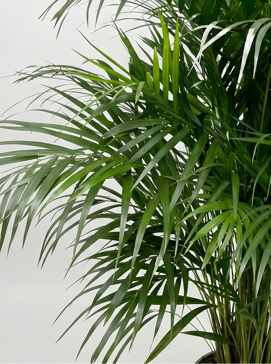 Sommerfuglepalme, Dypsis Lutescens plante