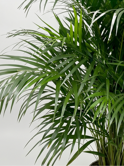 Sommerfuglepalme, Dypsis Lutescens plante