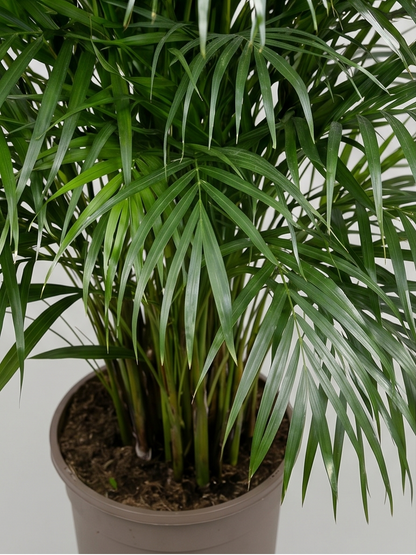 Sommerfuglepalme, Dypsis Lutescens plante