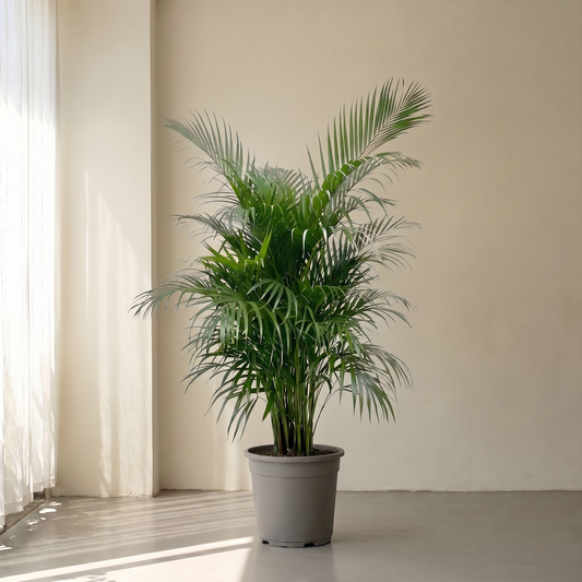 Sommerfuglepalme, Dypsis Lutescens plante
