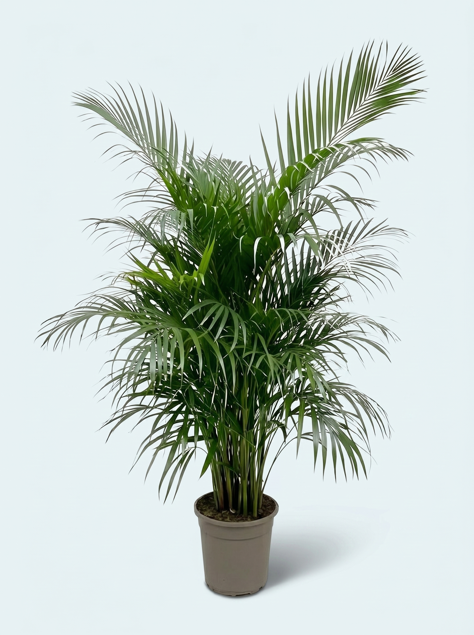sommerfuglepalme-dypsis-lutescens-plante-stueplanter-skyggeplanter-indendørs-planter-store-grønne-planter-køb