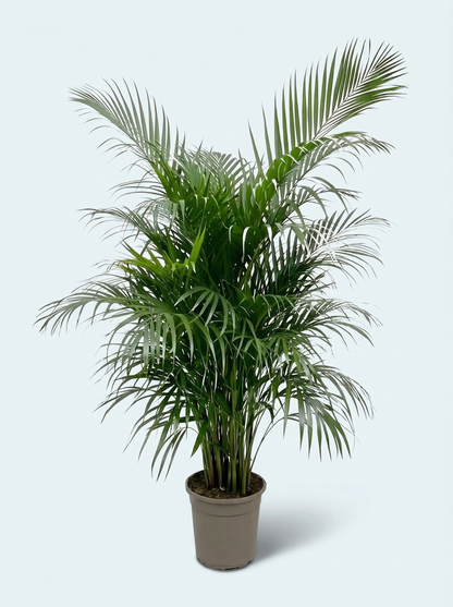 sommerfuglepalme-dypsis-lutescens-plante-stueplanter-skyggeplanter-indendørs-planter-store-grønne-planter-køb