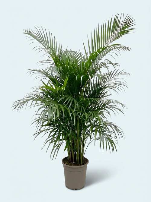 sommerfuglepalme-dypsis-lutescens-plante-stueplanter-skyggeplanter-indendørs-planter-store-grønne-planter-køb