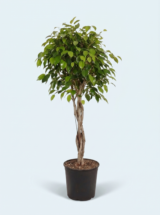 Stuebirk, Ficus Benjamina Exotica plante