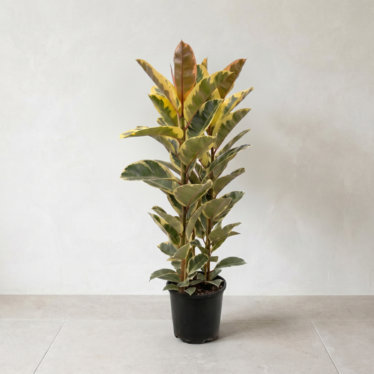 Ficus Elastica Tineke, gummitræ plante