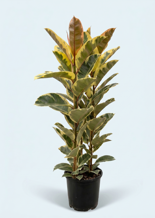 Ficus Elastica Tineke, gummitræ plante