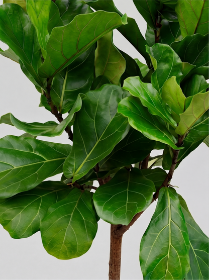 Opstammet Violinfigen, Ficus Lyrata plante