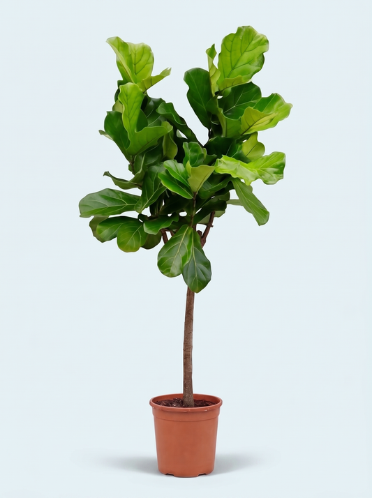 Opstrammet Violinfigen, Ficus Lyrata plante