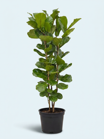 Forgrenet Violinfigen, Ficus Lyrata plante