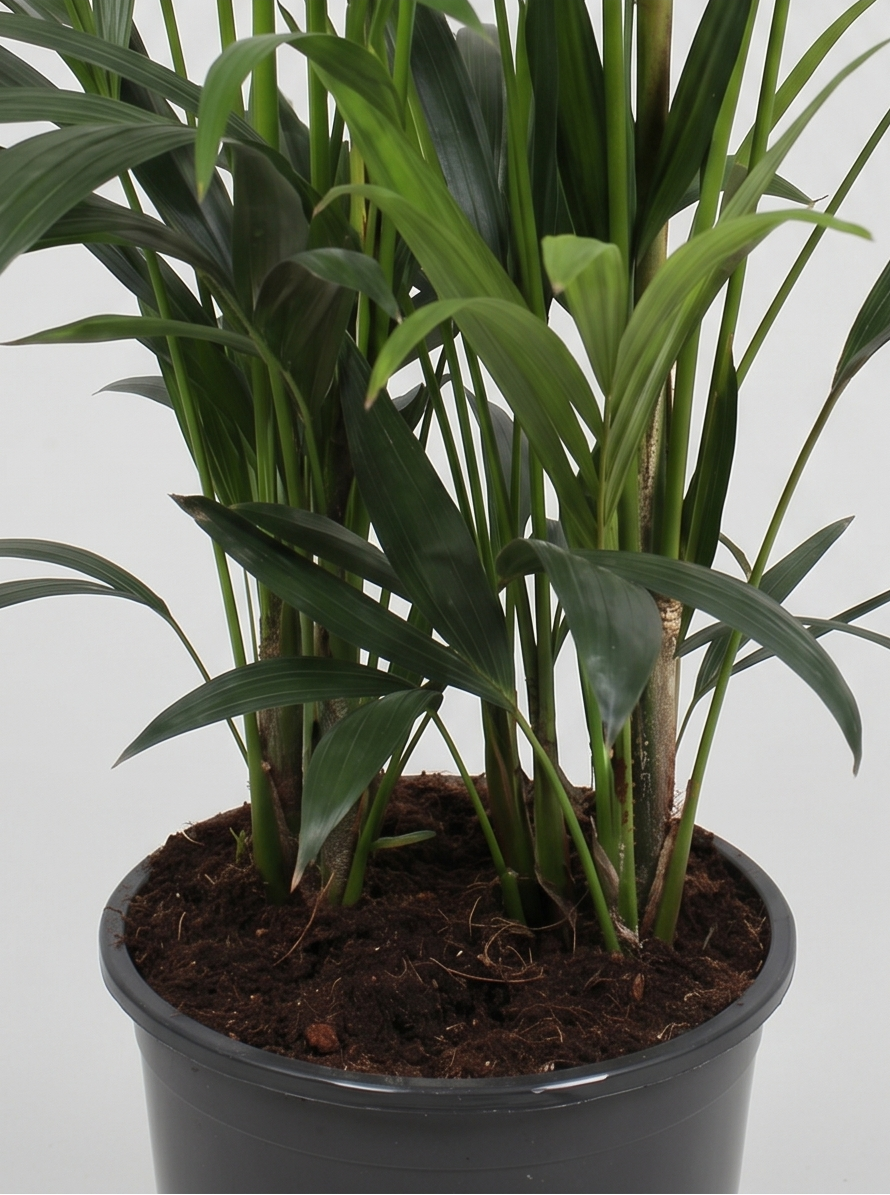 Kentiapalme, Howea Forsteriana plante